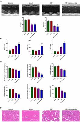 Exercise Capacity Is Improved by Levosimendan in Heart Failure and Sarcopenia via Alleviation of Apoptosis of Skeletal Muscle